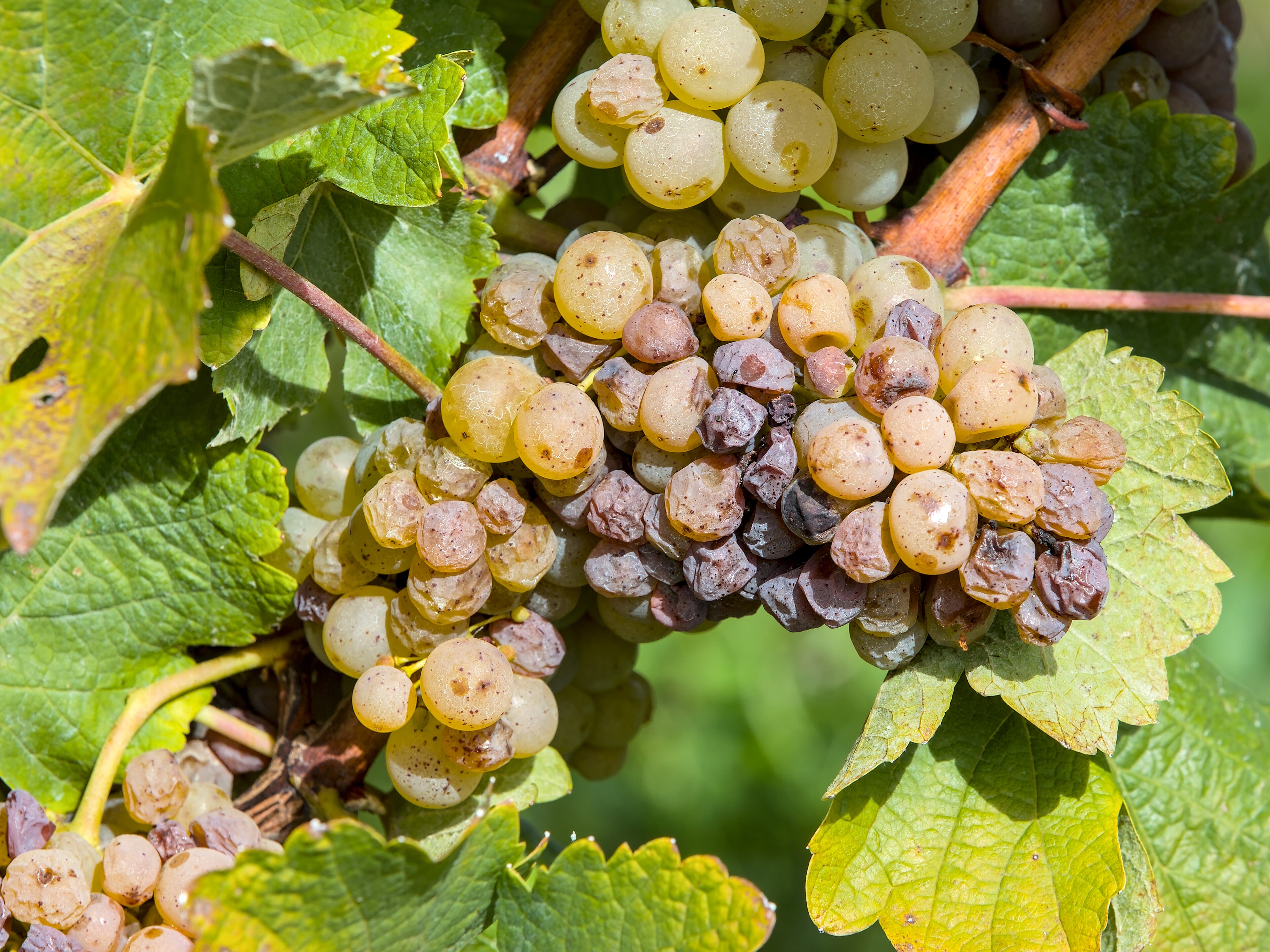 Loire wines
