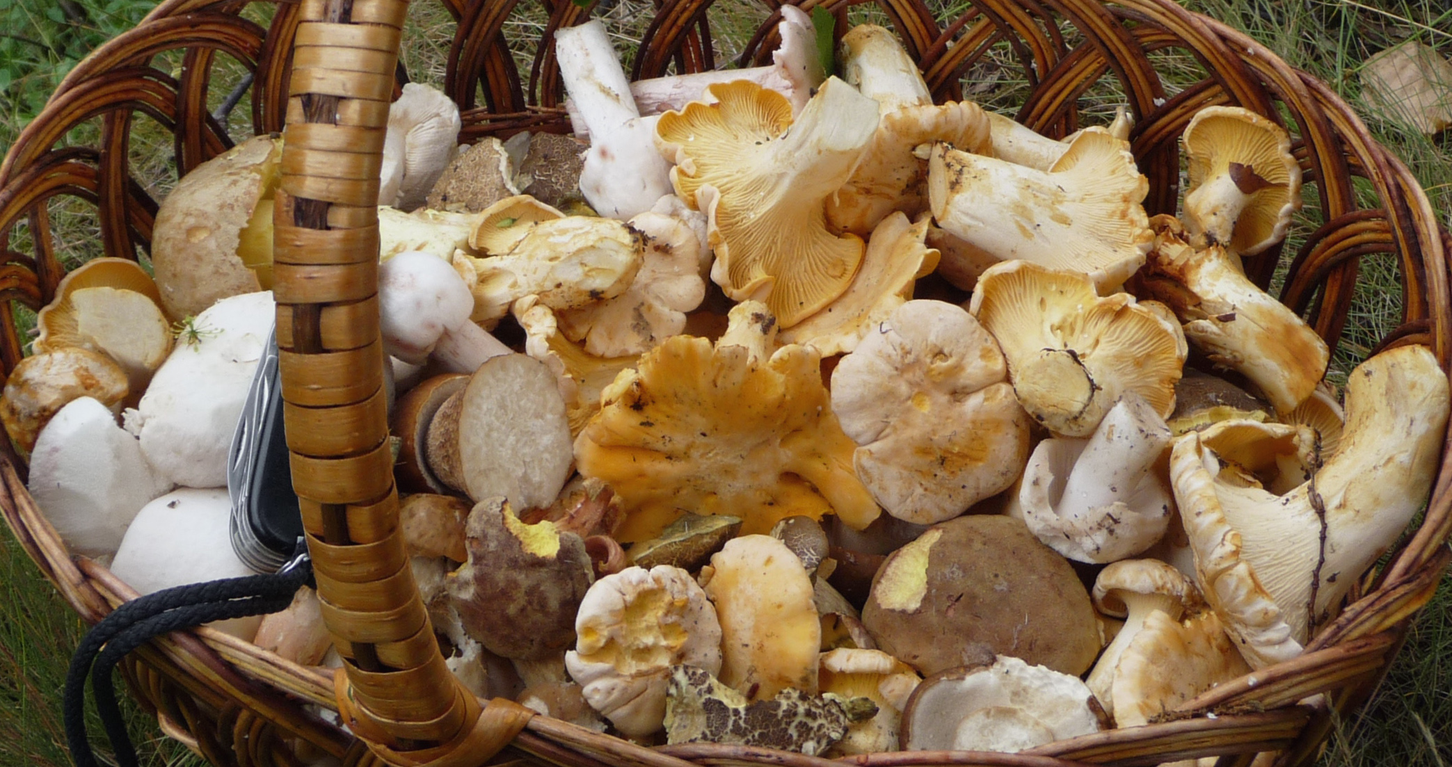 mushrooms