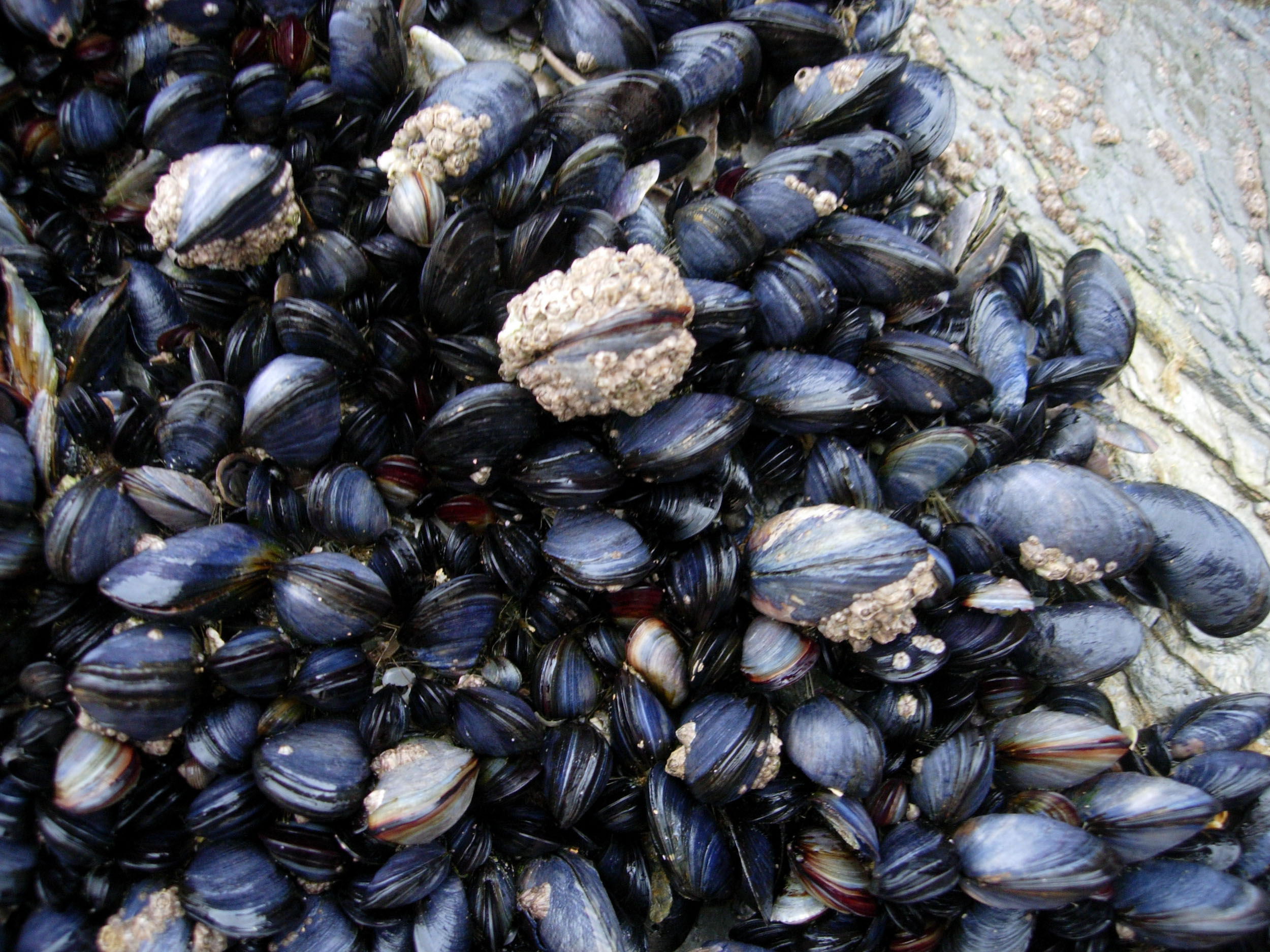 mussels, fish, and shellfish