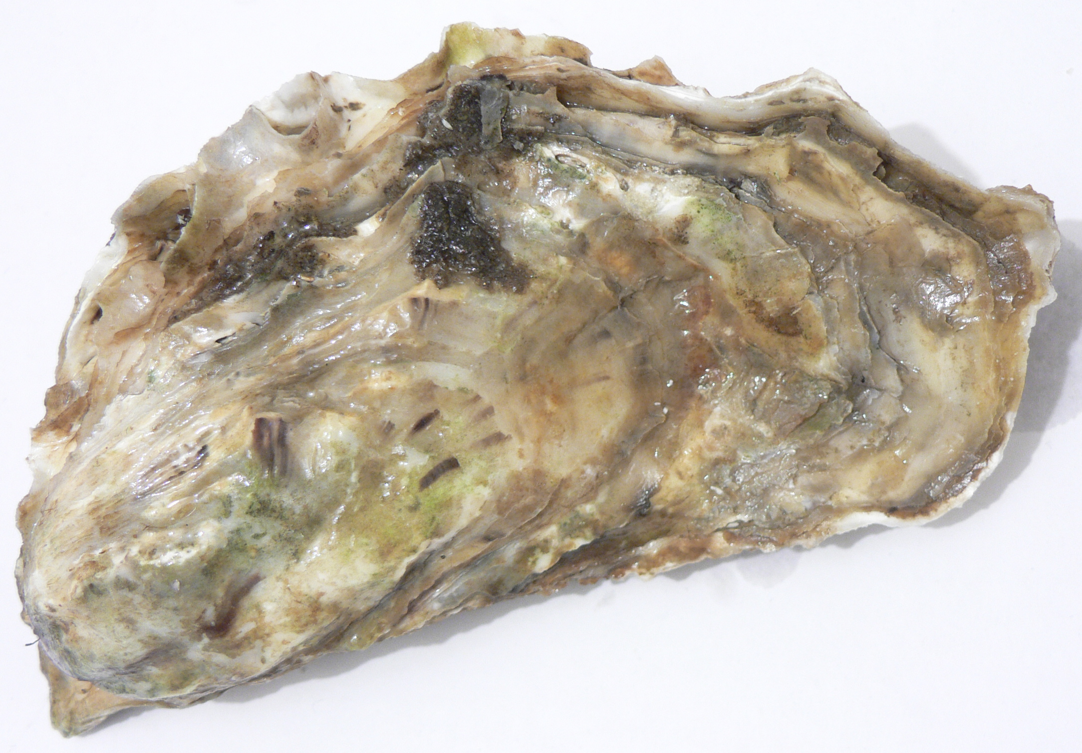 seafood and oysters