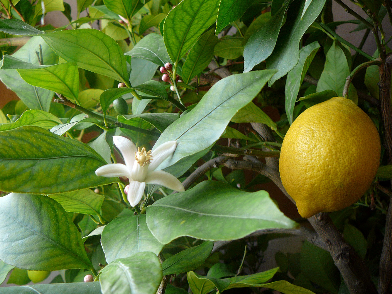 Menton lemon