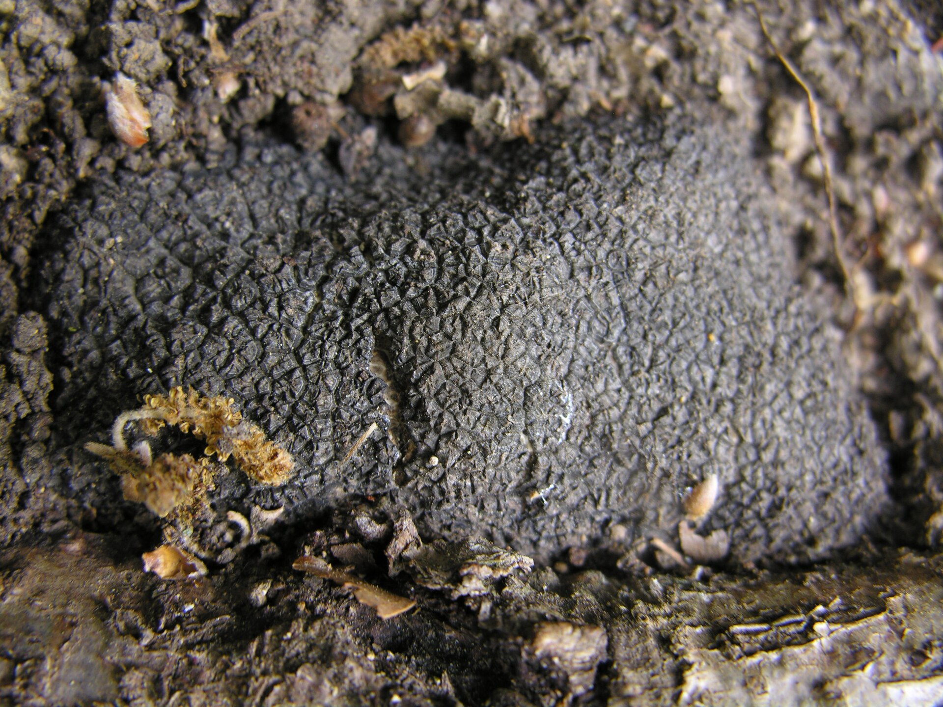 truffles